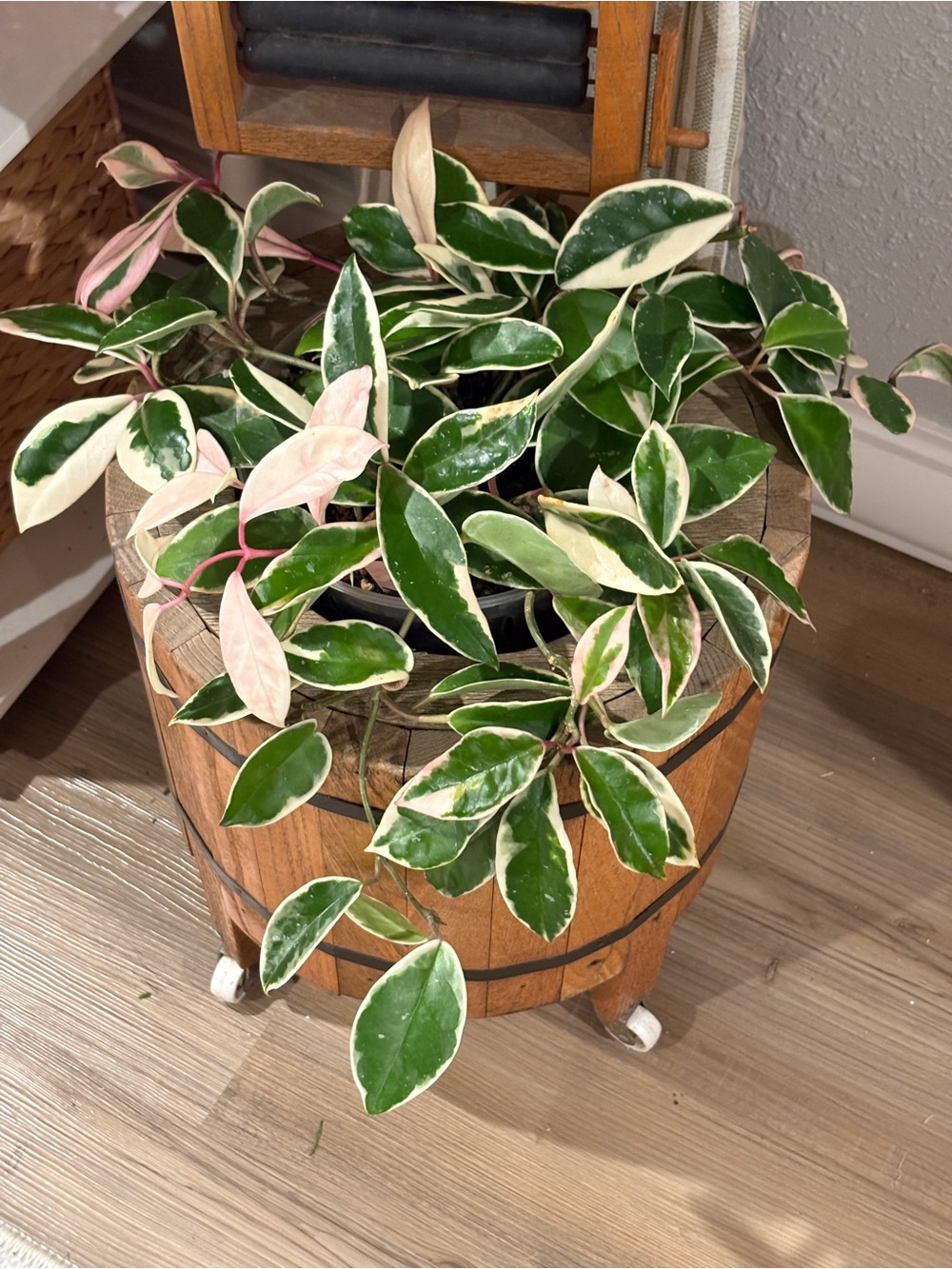 Hoya Carnosa albo marginata  (Krimson Queen)